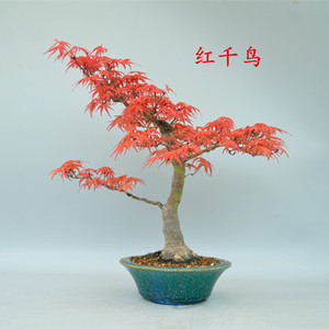 禅意日本红千鸟红枫盆景盆栽实物大根盘老桩进口大树型小叶枫树