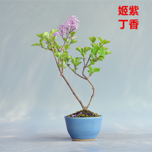 姬丁香盆景