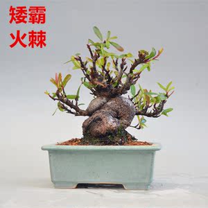 禅意矮霸红果火棘微型盆景盆栽实物老桩日本进口花果绿植精品小叶