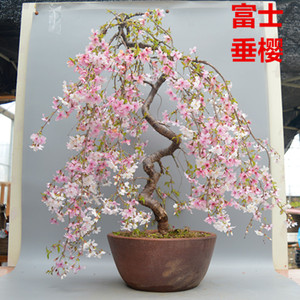 禅意日本富士垂樱花中品盆景盆栽实物老桩进口原生精品花果绿植