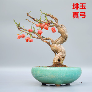 禅意日本绯玉粉真弓微型盆景盆栽实物老桩进口花果绿植家居摆设