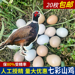 七彩山鸡种蛋 高受精 可孵化的 蛋种蛋 30枚装 包邮促销26人付款22