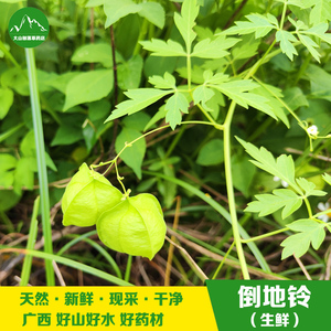 唯120123淘宝新鲜现采野苦瓜藤 土瓜王苦瓜莲藤叶 洗澡中草药山苦瓜