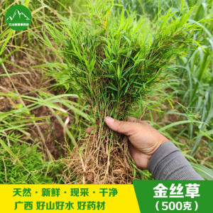 新鲜猫毛草 金丝草新晒黄毛草现采猫仔草墙头竹笔仔草干货 包邮