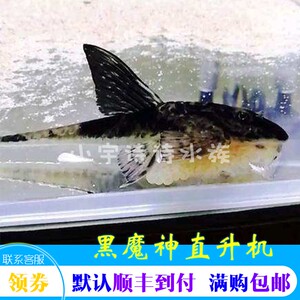 进口野外黑魔神直升机异型鱼大胡子观赏鱼工具鱼草缸除藻清道夫鱼