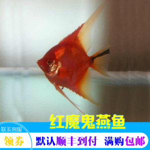 红魔鬼燕鱼   热带鱼南美观赏鱼包邮