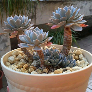 蓝石莲老桩超大