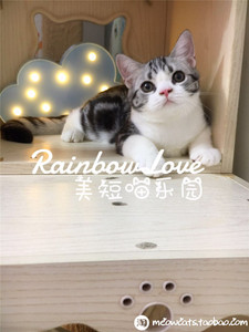 美短虎斑虎斑猫
