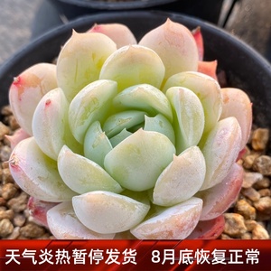 鬼魅多肉 月影系厚叶多肉植物一物一拍【雪狼多肉】