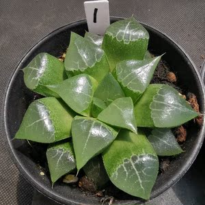 木叶克里克特寿十二卷精品玉露多肉植物一物一拍【雪狼多肉】