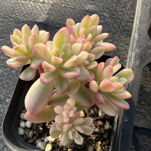 塔洛克锦多肉植物一物一拍 塔洛克覆轮锦多肉【雪狼多肉】