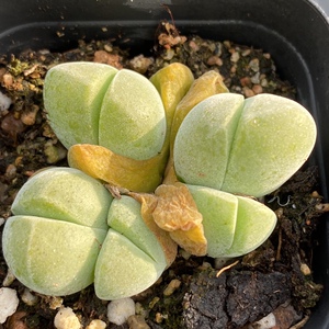 多肉肉锥无比玉