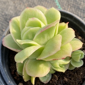 冰玫瑰多肉植物一物一拍 冰玫瑰小苗多肉植物【雪狼多肉】