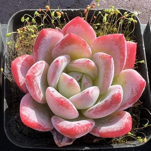 蓝色妖姬多肉植物