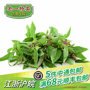 老一特卖 新鲜九层塔金不换鱼香草三杯鸡香料新鲜香料 100克