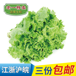 老一特卖 新鲜花叶生菜绿萝莎绿叶散叶沙拉蔬菜生菜 500克图片