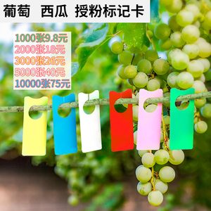 葡萄记号卡对花标识牌西瓜授粉记号受粉挂牌挂果卡片标签坐果卡牌