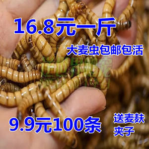 大麦虫和面包虫的区别