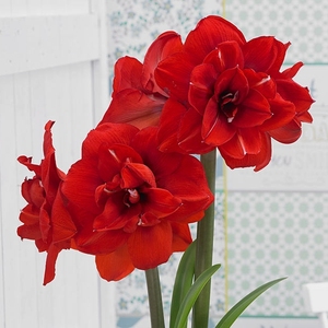 12月发货 荷兰朱顶红种 国王 双王 双皇 规格34-36 三个包邮