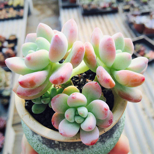 花小胖胖多肉植物 劳尔 天使之霖 4-5cm带侧芽 奇趣植物 花卉绿植