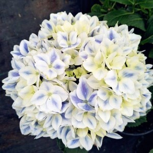 禾沐园艺家 薄荷糖 2加仑 大花绣球 花园阳台开花盆栽植物