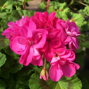 禾沐园艺家 直立天竺葵 博格斯 阳台窗台庭院开花盆栽植物