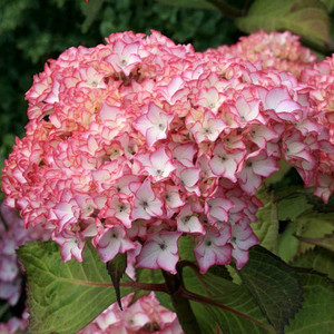 大花绣球塞布丽娜