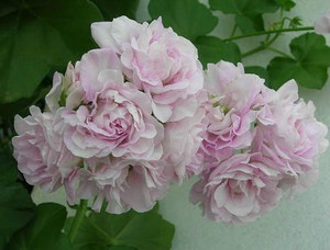 禾沐园艺家 杰克漫天 垂吊天竺葵 花园阳台窗台开花盆栽植物