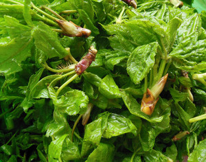 天水野生新鲜刺五加五叶五爪子五尖叶舞桌蝶拐棒刺满2斤包邮