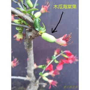 木瓜海棠树苗盆栽开花后结果具有观赏价值李小燕花卉正品绿植包