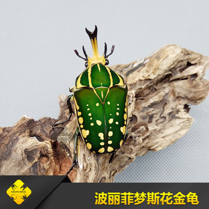 波丽菲梦斯花金龟 成虫&幼虫 四方虫业-甲虫宠物