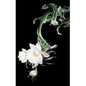 苏绣刺绣diy初学套件 昙花图 花草图初学送教程与指导 装饰画套件