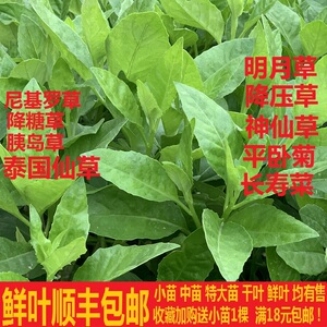 正宗尼基罗草 降糖草苗胰岛树救命草 明月草盆栽 神仙草鲜 降糖茶
