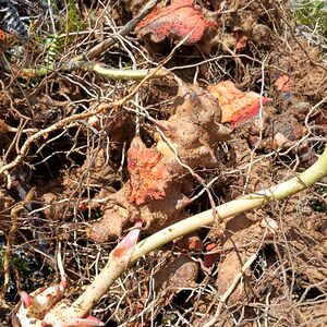 野生新鲜金岗头菝葜铁菱角金岗刺乌鱼刺冷饭头铁刺苓煲汤泡酒袪湿