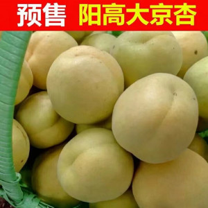 山西阳高大接杏新鲜水果杏子大黄杏阳高大京杏5斤装现摘现发大杏