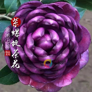 名贵紫螺旋茶花盆栽树苗庭院阳台花卉植物防辐射吸甲醛净化空气