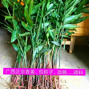 香姜 新鲜山姜6棵 兴茶姜广西香姜苗芫荽姜土山姜粉包粽子姜叶