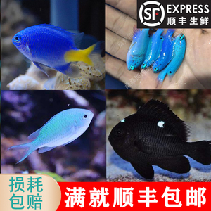 黄尾蓝魔活体青魔四间雀巴黎天使海水鱼三点白雀类闯缸鱼小丑鱼
