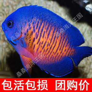 蓝闪电 澳洲仙 小仙海水鱼 篮圈蓝纹神仙鱼 仙类 蝶类 小丑鱼蓝吊