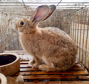 990人付款淘宝兔子活物宠物比利时小白兔活体新西兰肉兔家养种兔公主