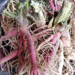 新鲜苋菜野生红梗刺 苋菜梗 刺苋根 刺苋头 苋菜头500g包邮