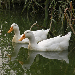 【冰鲜鸭子】冰鲜鸭子品牌,价格 - 阿里巴巴