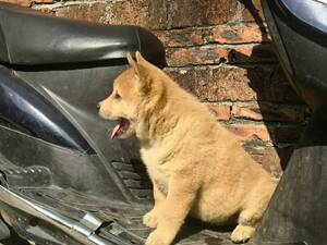纯种级品中华田园犬虎斑犬打猎师傅狗后代忠诚顾家居家伴侣犬推荐