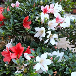 00与花有时淘宝花瓶皋月杜鹃花东洋日本稀有品种盆栽小苗采开型阳台