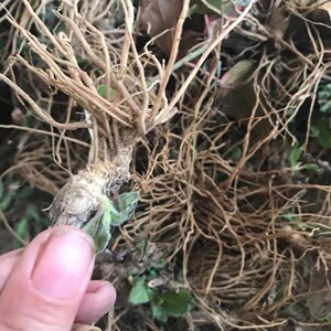 野生红花地胆头地胆头地苦胆地胆草新鲜地斩头纯根500克