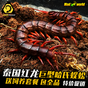泰国红龙越南巨人海南间脚蜈蚣活体 凶猛宠物大型蜈蚣活体 包活