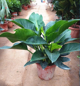 大型盆栽植物室内大叶金钻