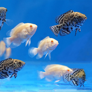 地图鱼活体猪仔鱼苗小耐活好养热带观赏鱼大花黑猪黄金地图包邮