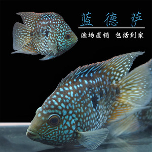 蓝德萨罗汉鱼短身德州豹水族宠物淡水观赏鱼慈鲷热带鱼绿巨人活体