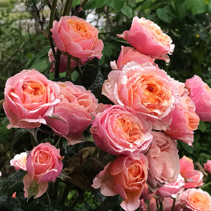 温柔珊瑚心 利奇菲尔德天使 奥菲欧浓香耐热勤花盆栽裸根月季